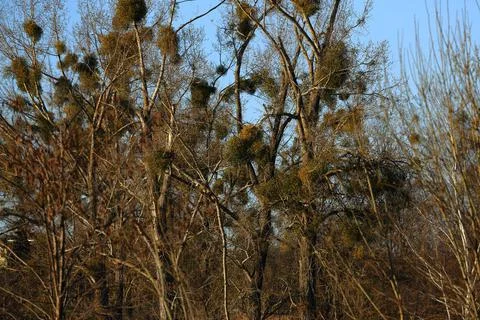 Mistletoe parasitizing a tree in early spring in a suburban clearing Stock Photos