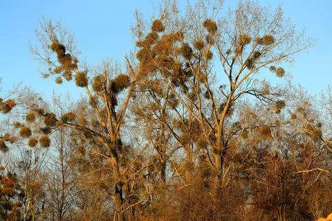 Mistletoe parasitizing a tree in early spring in a suburban clearing Stock Photos