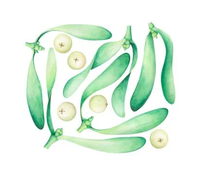 Mistletoe pattern on white. Watercolor hand drawn illustration. 스톡 일러스트
