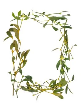 Mistletoe Stock Photos