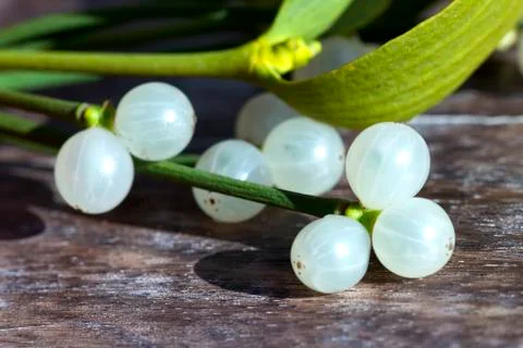 Mistletoe Stock Photos
