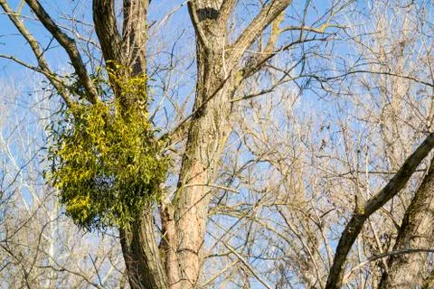 Mistletoe 스톡 사진