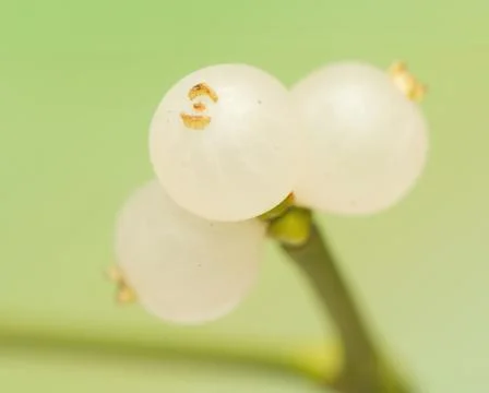 Mistletoe Stock Photos