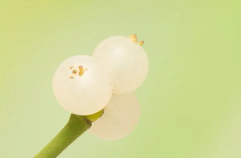 Mistletoe Stock Photos