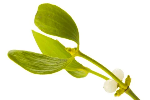 Mistletoe Stock Photos