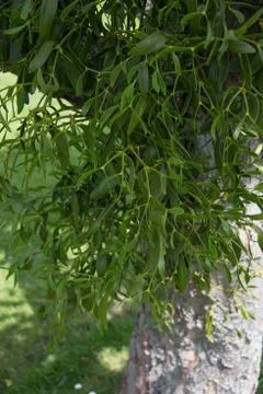 Mistletoe Stock Photos