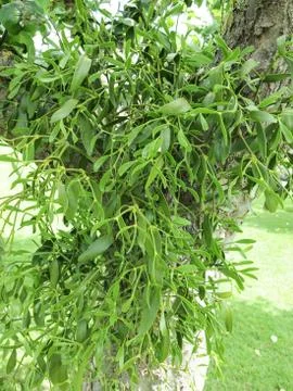 Mistletoe Stock Photos