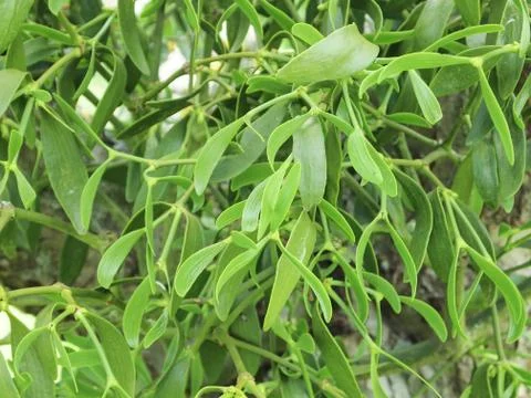 Mistletoe Stock Photos