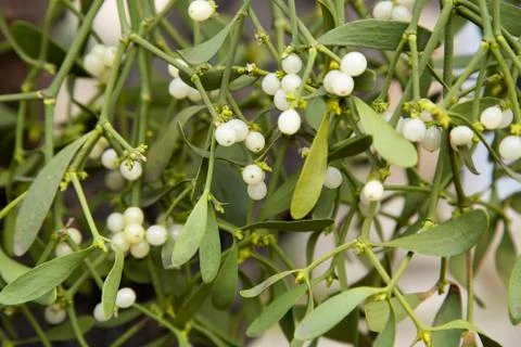 Mistletoe Фото