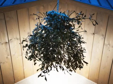 Mistletoe Stock Photos