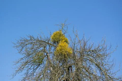 Mistletoe Stock Photos