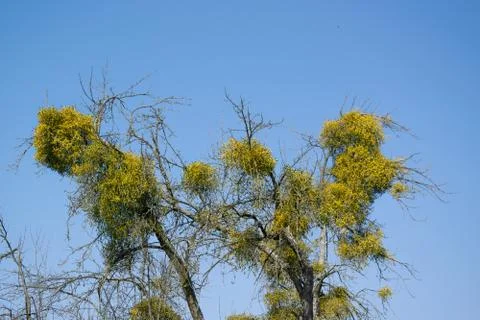 Mistletoe Stock Photos