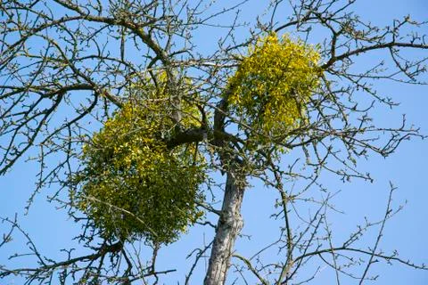 Mistletoe Stock Photos