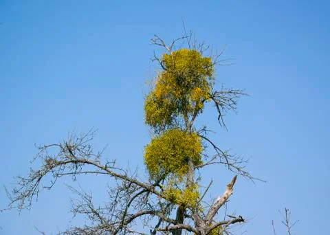 Mistletoe Stock Photos