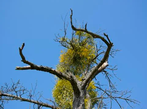 Mistletoe Stock Photos