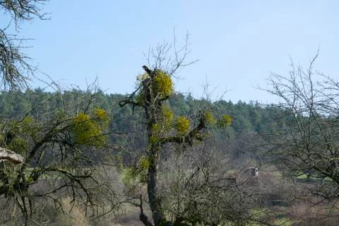 Mistletoe Stock Photos