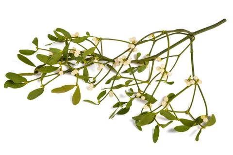 Mistletoe Stock Photos