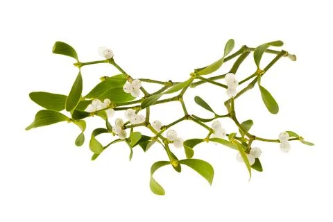 Mistletoe Stock Photos