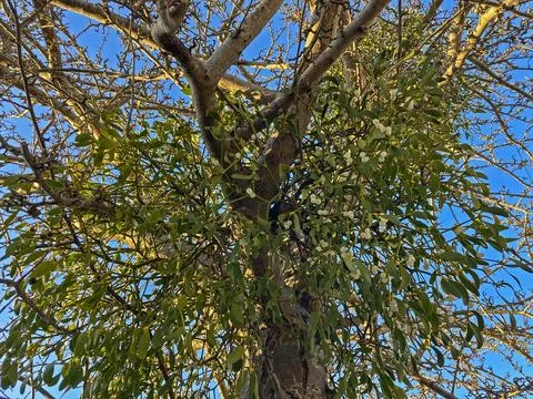 Mistletoe Stock Photos