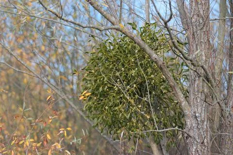 Mistletoe plant, parasitizing trees. 스톡 사진