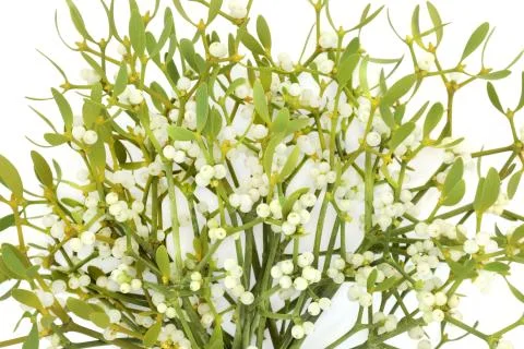 Mistletoe Plant Stock Photos