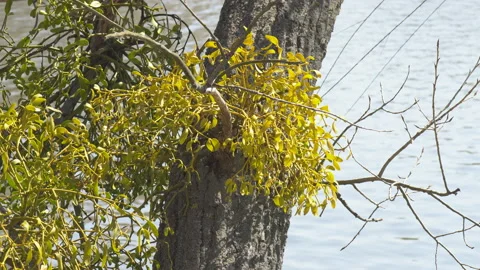Mistletoe plant on a tree Stock Footage 128074677