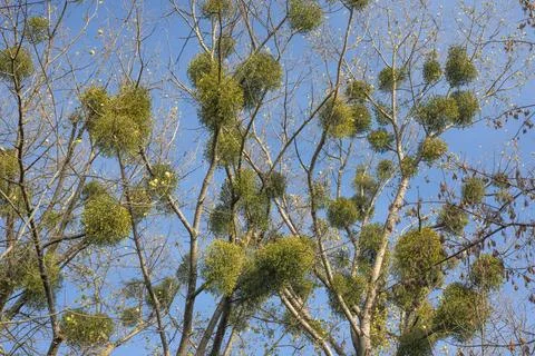 Mistletoe plant on tree Stock Photos