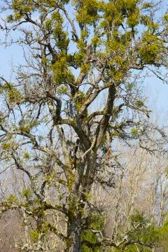 Mistletoe plant trees Stock Photos