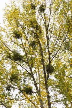 Mistletoe in poplars 스톡 사진