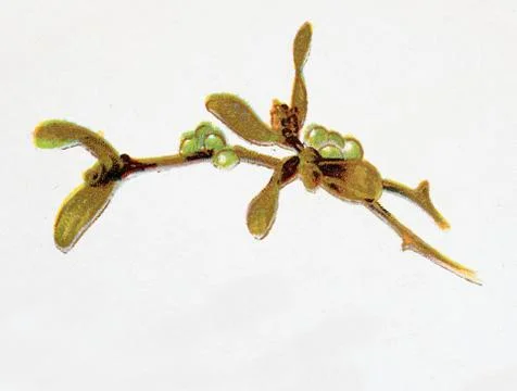 Mistletoe print Stock Photos