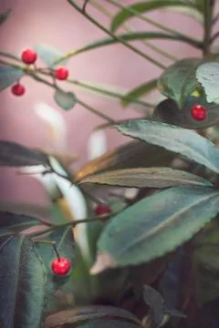 Mistletoe with red berries Stock Photos