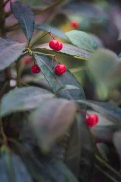 Mistletoe with red berries Stock Photos