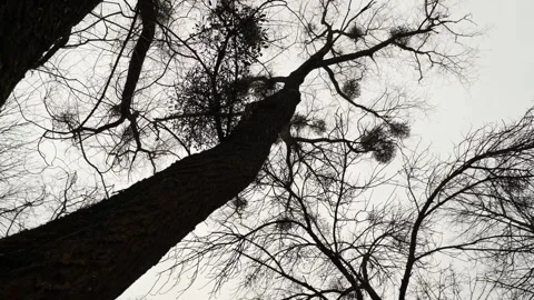 Mistletoe in silhouetted trees. Gimbal-stabilized shot. Stock Footage 276211567