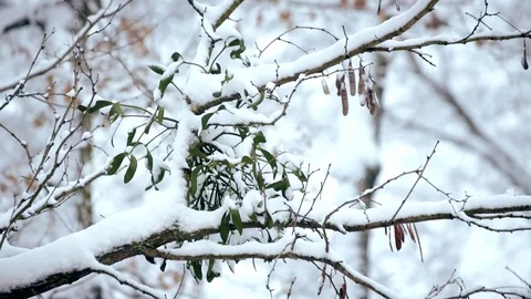 Mistletoe in snow on tree branch in forest Stock Footage 70723616