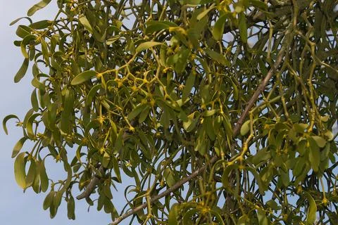 MIstletoe in Spring Stock Photos