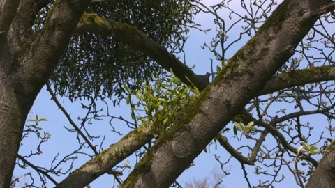 Mistletoe sprout in fruit tree branch Video stock 153198752