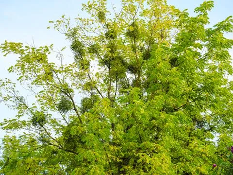 Mistletoe on the tree against the background of the sky Stock Photos