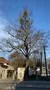 Mistletoe on tree beside road at sunny day with blue sky Photo
