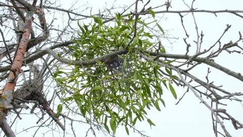 Mistletoe on a tree branch Stock Footage 175237767