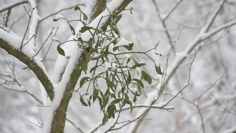 Mistletoe on tree branch outdoors in forest Stock Footage 70411560