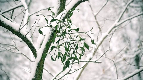 Mistletoe on tree branch outdoors in winter covered with snow Stock Footage 76194633