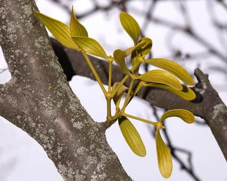 Mistletoe tree parasite in early spring on a tree branch Foto stock