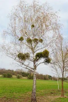 Mistletoe on the tree Stock Photos