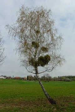 Mistletoe on the tree Stock Photos
