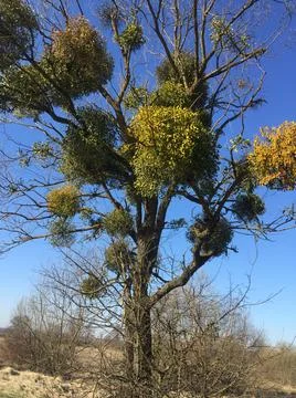 Mistletoe on a tree Stock Photos