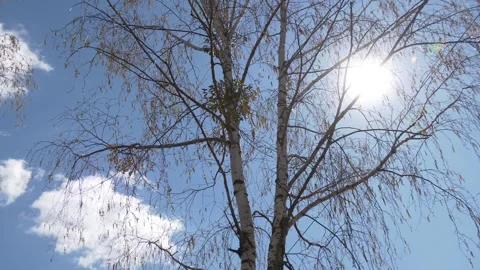 Mistletoe on a tree in springtime. Mistletoe (Mistel) - balls on trees Stock Footage 130615784