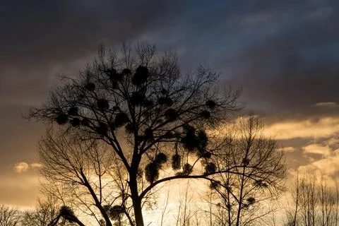 Mistletoe on a tree at sunset Stock Photos