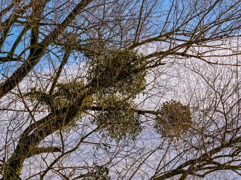 Mistletoe on a tree in winter, Germany Stock Photos