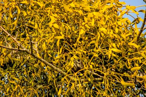 Mistletoe in a tree in wintertime in Germany Stock Photos