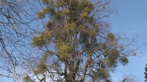 Mistletoe, trees and gateway to Birlingham Churchyard, England Vídeo Stock 47710214